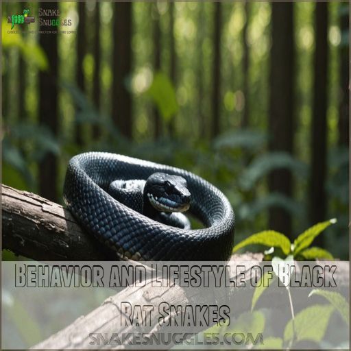 Behavior and Lifestyle of Black Rat Snakes