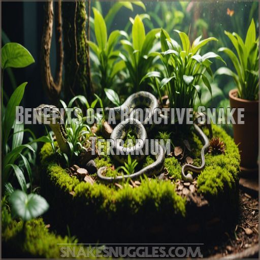 Benefits of a Bioactive Snake Terrarium