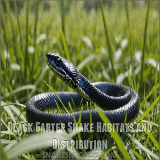 Black Garter Snake Habitats and Distribution