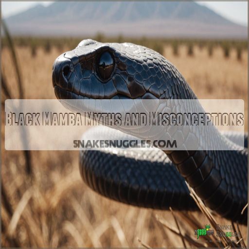 Black Mamba Myths and Misconceptions