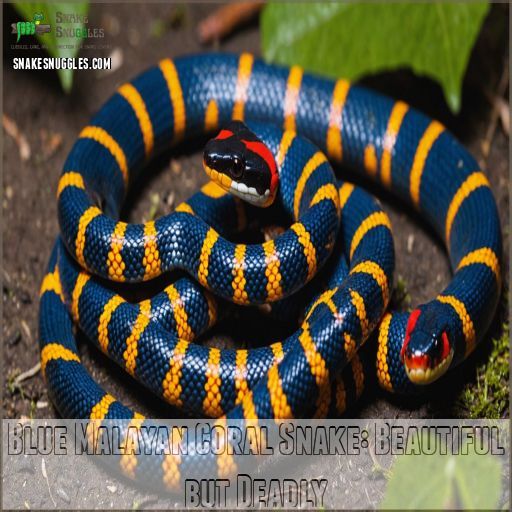 Blue Malayan Coral Snake: Beautiful but Deadly