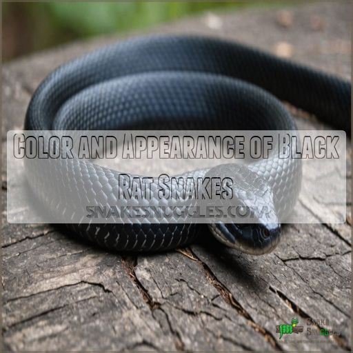 Color and Appearance of Black Rat Snakes