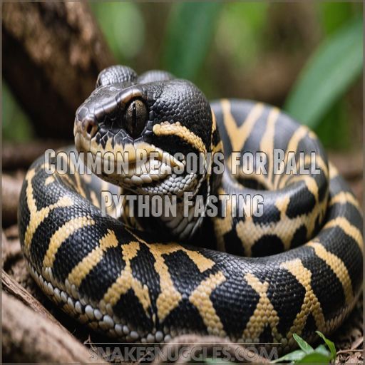 Common Reasons for Ball Python Fasting