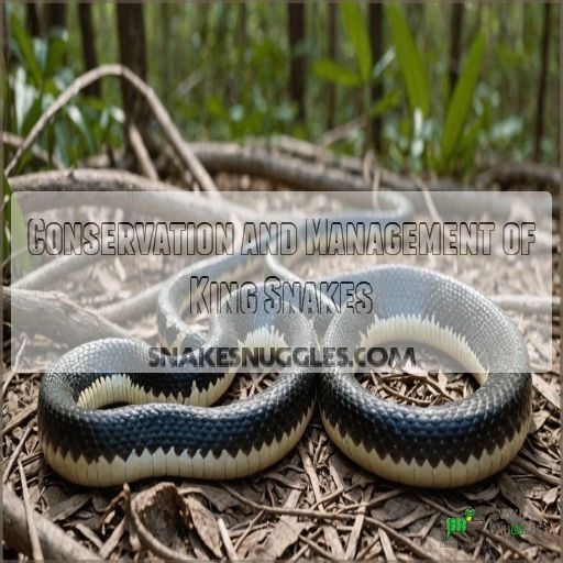 Conservation and Management of King Snakes