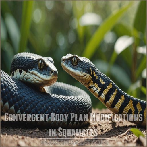 Convergent Body Plan Modifications in Squamates