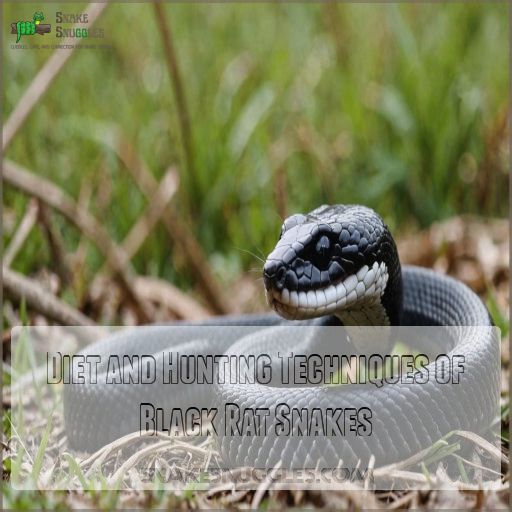 Diet and Hunting Techniques of Black Rat Snakes