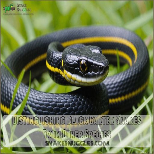 Distinguishing Black Garter Snakes From Other Species