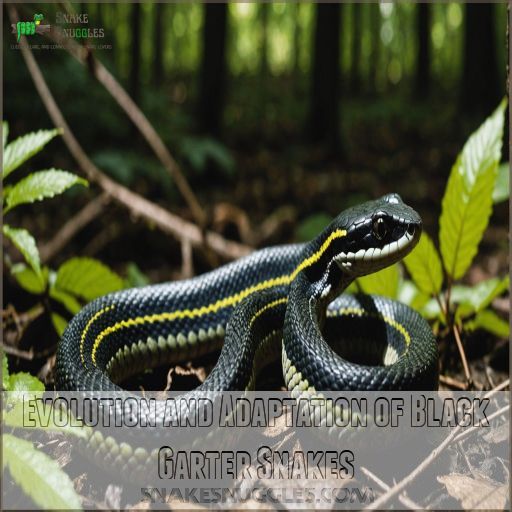 Evolution and Adaptation of Black Garter Snakes