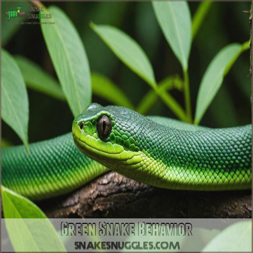 Green Snake Behavior