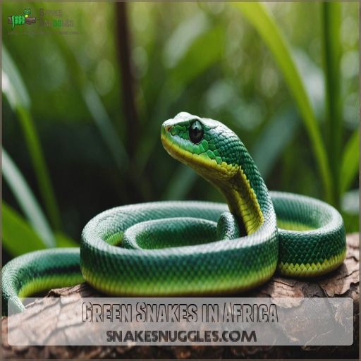 Green Snakes in Africa