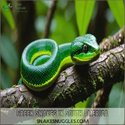 Green Snakes in South America