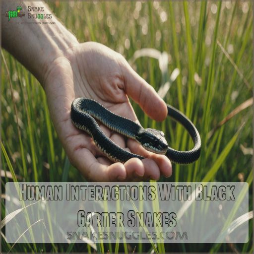 Human Interactions With Black Garter Snakes