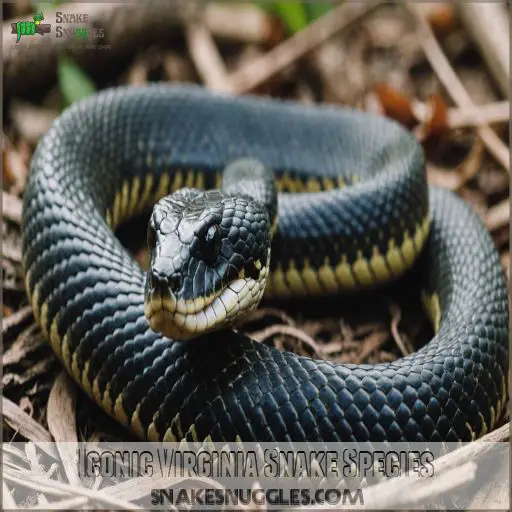 Iconic Virginia Snake Species