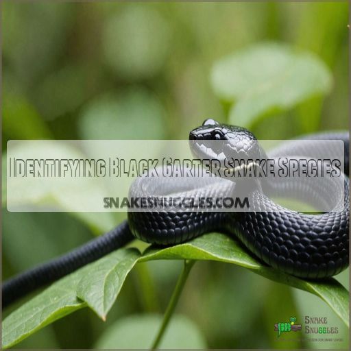 Identifying Black Garter Snake Species