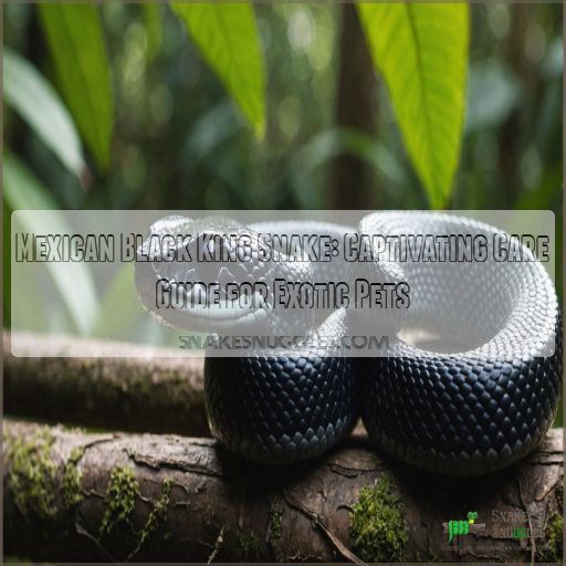 mexican black king snake