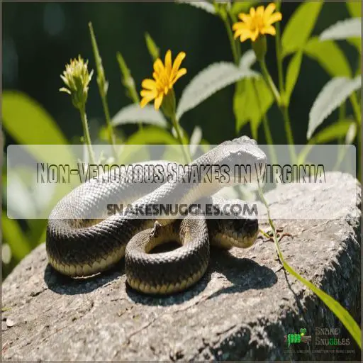 Non-Venomous Snakes in Virginia