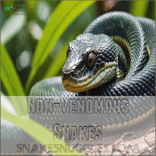 Non-Venomous Snakes