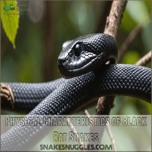 Physical Characteristics of Black Rat Snakes