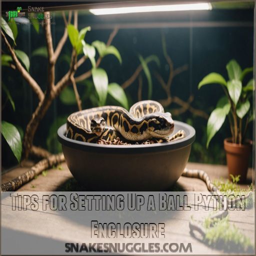 Tips for Setting Up a Ball Python Enclosure