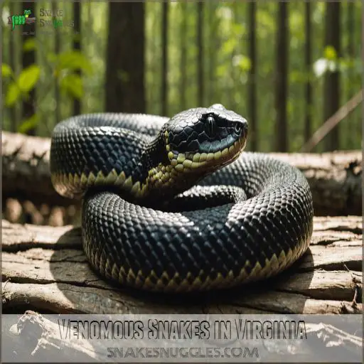 Venomous Snakes in Virginia