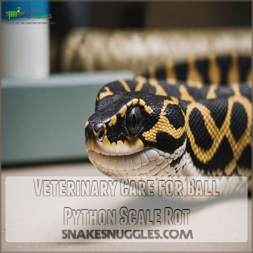 Veterinary Care for Ball Python Scale Rot