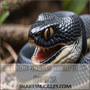 Are King Snakes Harmful to Humans