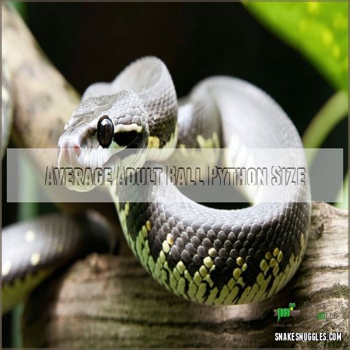 How Big Do Ball Pythons Get? Growth Rate & Size Guide
