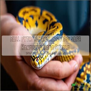 ball python handling tips