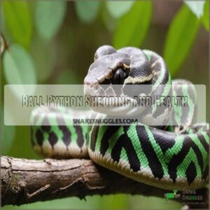 Ball Python Shedding and Health