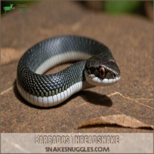 Barbados Threadsnake