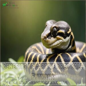 Benefits of Captive Bred Ball Pythons