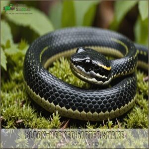 Black-necked Garter Snake