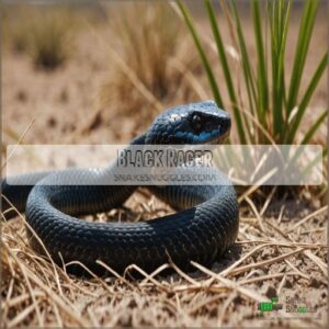 Black Racer