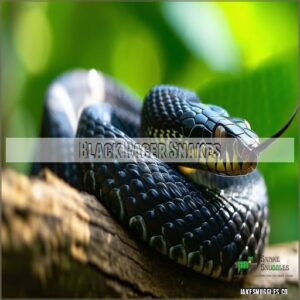 Black Racer Snakes