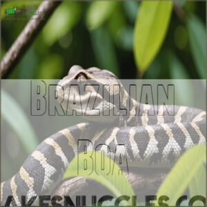 Brazilian Boa