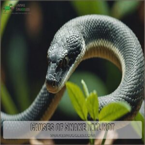 Causes of Snake Tail Rot