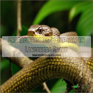 Characteristics of The Golden Lancehead Snake