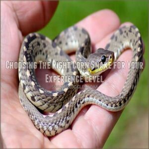 Choosing The Right Corn Snake for Your Experience Level