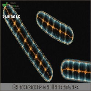 Chromosomes and Inheritance