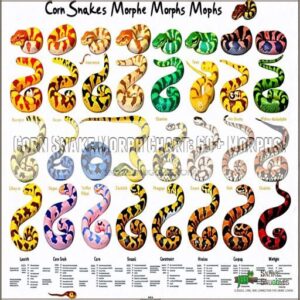 corn snake morph chart