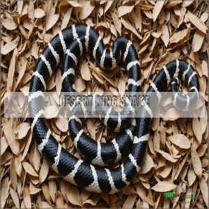 Desert King Snake