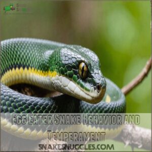 Egg Eater Snake Behavior and Temperament