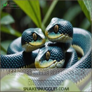 Egg Eater Snake Breeding and Reproduction