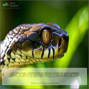 Fasting Periods for Wild Snakes