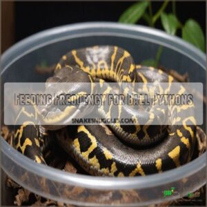 Feeding Frequency for Ball Pythons