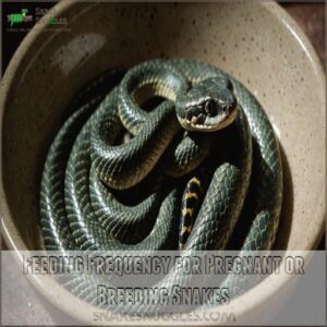 Feeding Frequency for Pregnant or Breeding Snakes