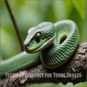 Feeding Frequency for Young Snakes