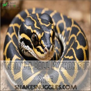 Finding a Ball Python for Sale