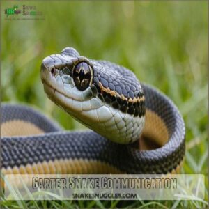 Garter Snake Communication