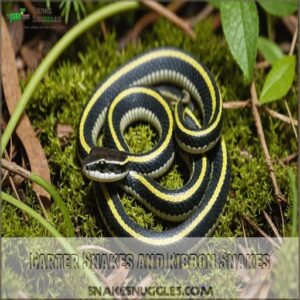 Garter Snakes and Ribbon Snakes